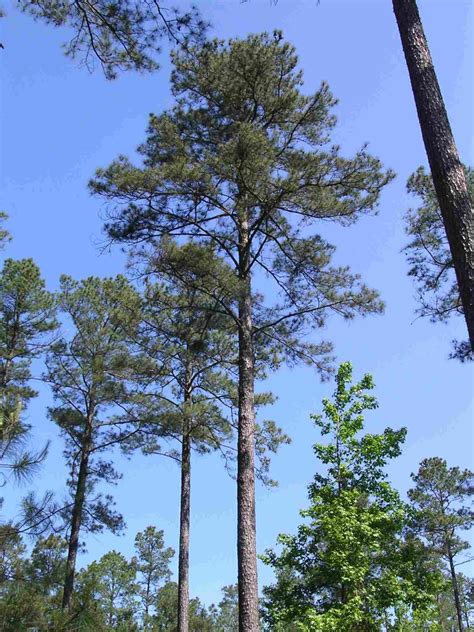Southern Pines .